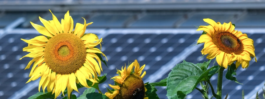 justiça climática: imagem de girassóis em frente a painéis solares